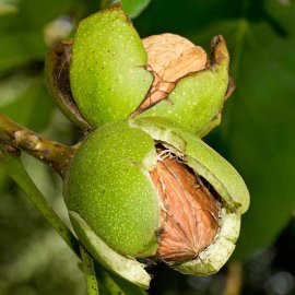 (image for) Walnut Tree 'Europa' (9 litre pot)