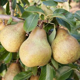 Pear Tree 'Merton Pride' (Pot Grown)