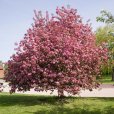 (image for) Malus \'Rudolph\' (Crab Apple Tree)