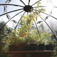 Sunbubble Plantarium (Large)