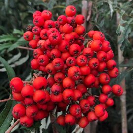 (image for) Sorbus 'Chinese Lace' (Mountain Ash Tree)