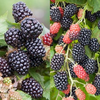 Long Season Blackberry Collection (2 plants) (image for) Long Season Blackberry Collection (2 plants)
