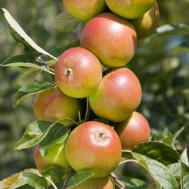 Cordon Apple 'Cox self-fertile' (Pot Grown)