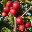 Malus \'Red Sentinel\' (Pot Grown)