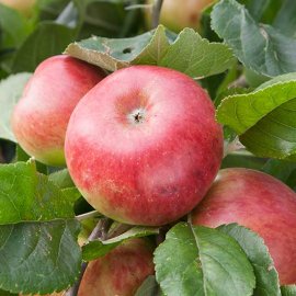 (image for) Cider Apple Tree 'Brown's Apple'