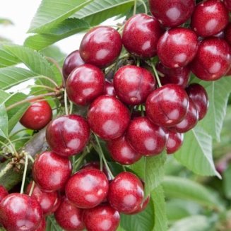 Cherry Tree 'Sweetheart' (Pot Grown)