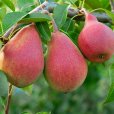 Pear Tree \'Red Williams\' (Pot Grown)