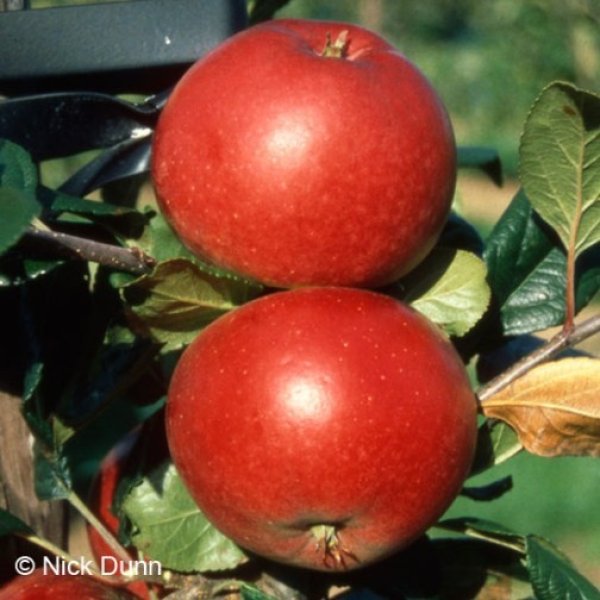 (image for) Apple Tree 'Red Devil'