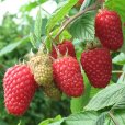 Raspberry \'Glen Carron\' (3 cell grown plants)