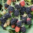 Blackberry Bush \'Loch Maree\'