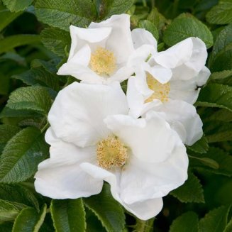 (image for) White Rugosa Rose Hedging (12 plants)