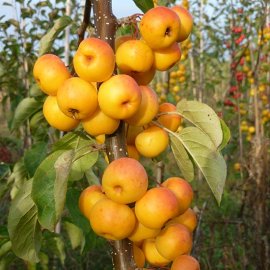 (image for) Malus 'Butterball' (Crab Apple Tree)