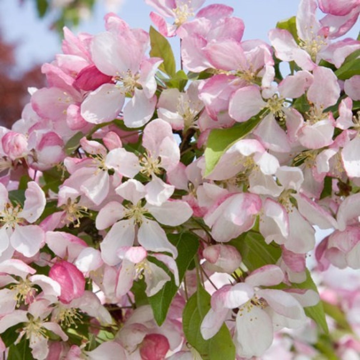 malus john downie apple tree