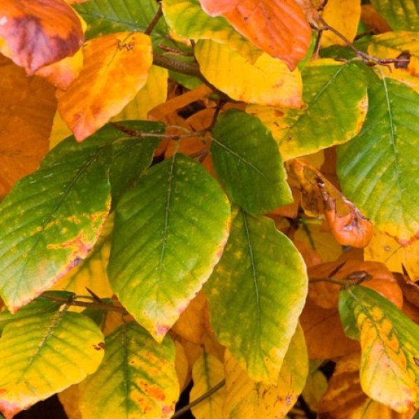 (image for) Green Beech Hedging (6 plants)