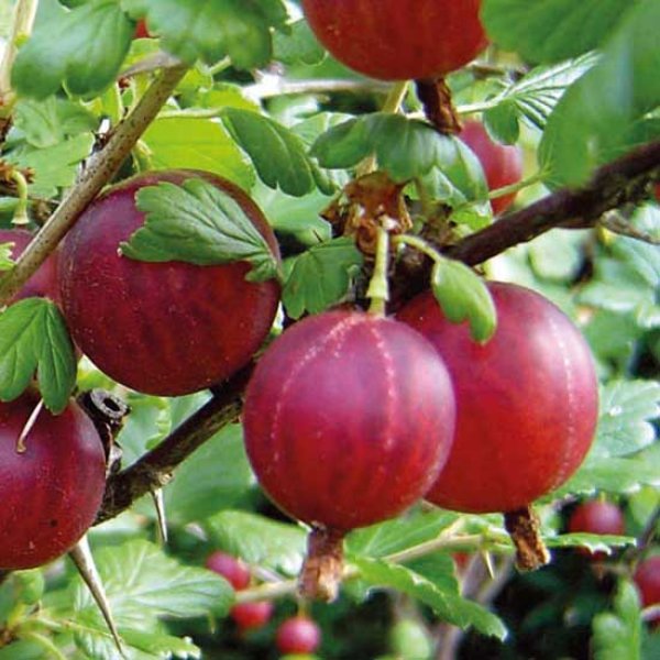 Standard Gooseberry 'Hinnonmaki Red' (4 Litre Pot)