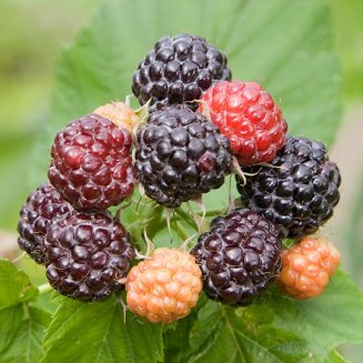Black Raspberry 'Black Jewel' (image for) Black Raspberry 'Black Jewel'