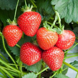 (image for) Strawberry Plants 'Malling Centenary' (10 SuperCrowns)