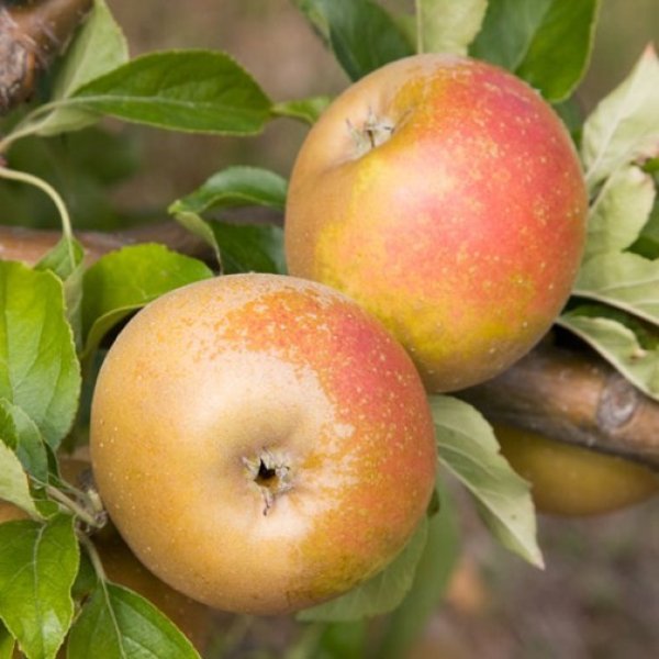 (image for) Stepover Apple 'Egremont Russet'