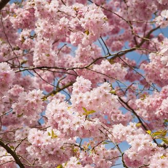 (image for) Prunus 'Accolade' (Flowering Cherry Tree)