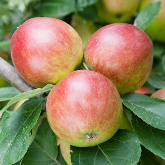 (image for) Cider Apple Tree 'Tremlett's Bitter'