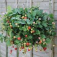 Strawberry Plants \'Just Add Cream\' (6 plug plants)