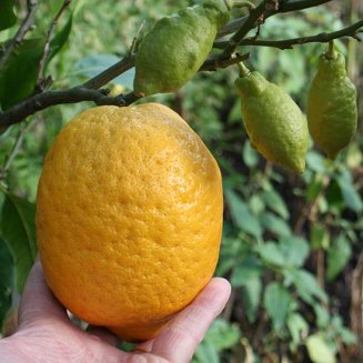 Four Seasons Lemon Tree (Lunario Lemon)