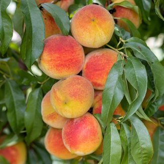 (image for) Peach Tree 'Inka'