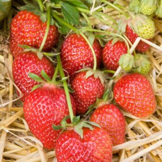 Strawberry Plants 'Korona' (12 plants)
