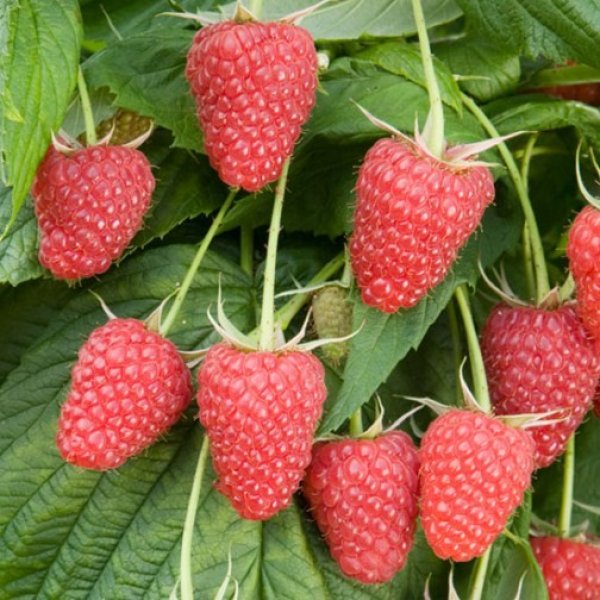 (image for) Raspberry 'Polka' (6 canes)