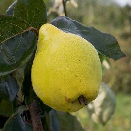 (image for) Quince Tree 'Portugal'