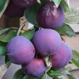 (image for) Apple Tree \'Purple Haze\'