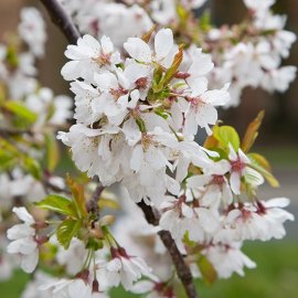 (image for) Prunus 'Snow Showers' (Weeping Cherry Tree)