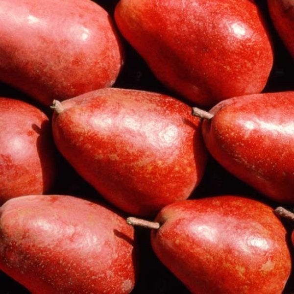 Pear Tree 'Sensation' (Pot Grown)