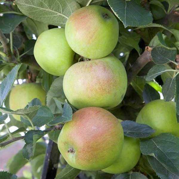 (image for) Apple Tree 'Orleans Reinette'