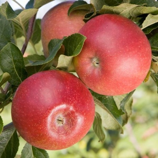 Cordon Apple 'Red Windsor' (Pot Grown)