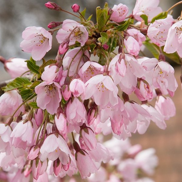 (image for) Prunus 'Pink Shell' (Flowering Cherry Tree)