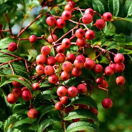 (image for) Sorbus 'Eastern Promise' (Mountain Ash Tree)