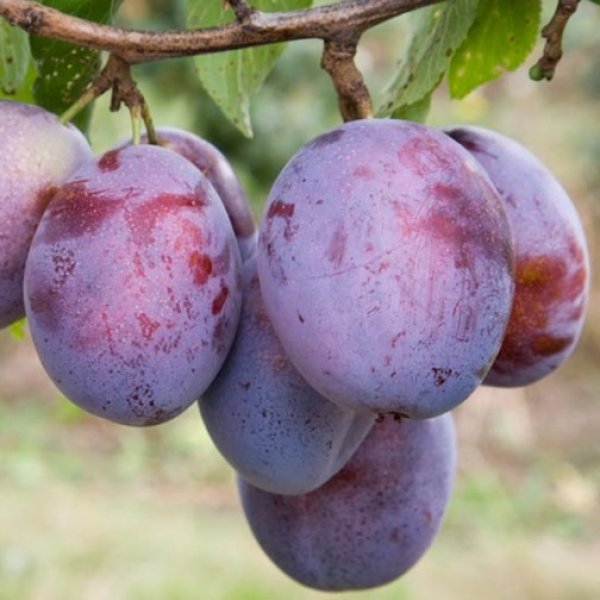 (image for) Plum Tree 'Seneca'