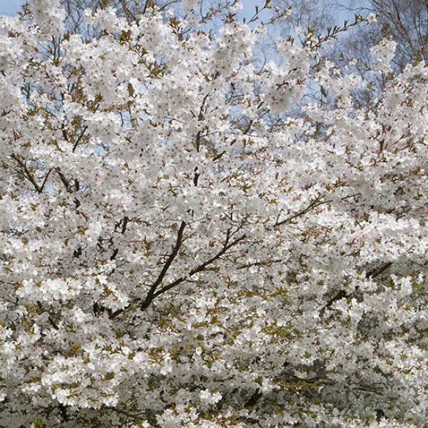 Prunus 'The Bride' (Pot Grown) Flowering Cherry Tree