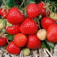 (image for) Strawberry Plants \'Elegance\' (10 SuperCrowns)