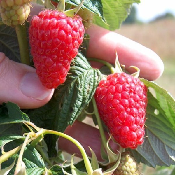 (image for) Raspberry 'Autumn Treasure' (6 canes)