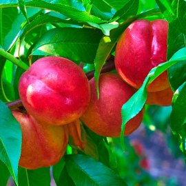 (image for) Nectarine Tree 'Red Gold'