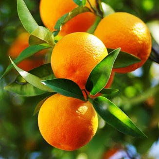 Sweet Orange Tree (image for) Sweet Orange Tree
