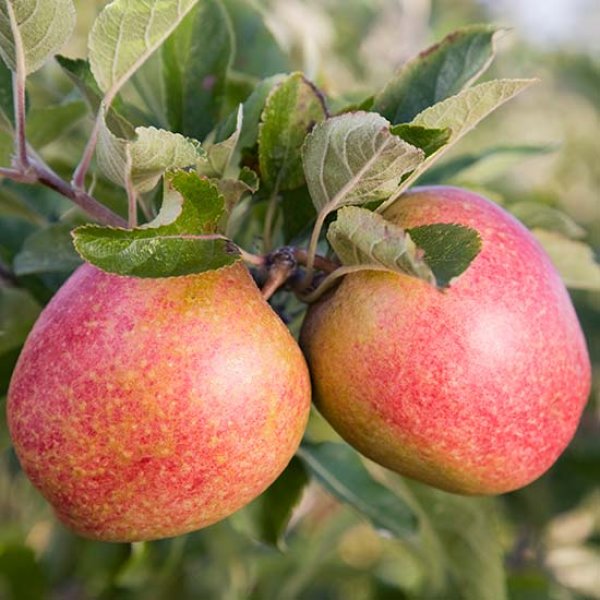 (image for) Cordon Apple 'Adam's Pearmain'