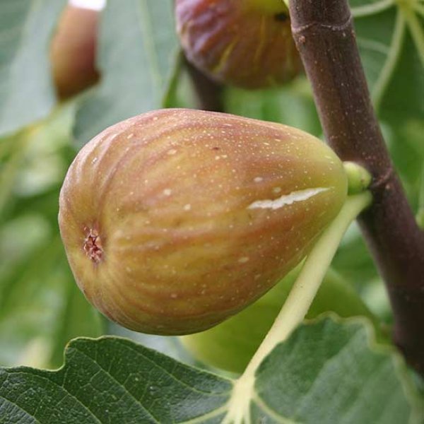 (image for) Fig Tree 'Doree'