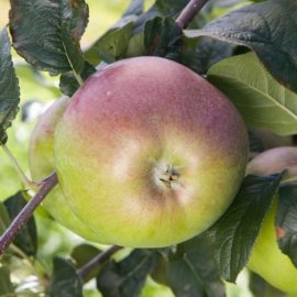 (image for) Apple Tree 'Howgate Wonder'