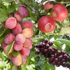 (image for) Cordon Apple, Plum & Cherry Collection (3 Trees)