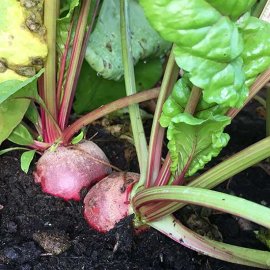 (image for) Easy Growers Vegetable Patch