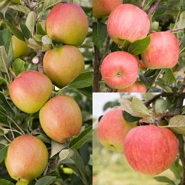 (image for) Cordon Apple Collection (3 Trees)