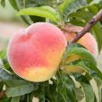 (image for) Peach Tree \'Rochester\'